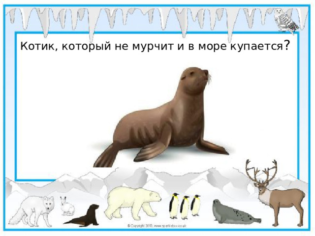 Котик, который не мурчит и в море купается ?