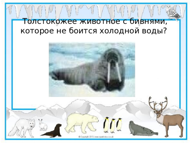 Толстокожее животное с бивнями, которое не боится холодной воды?