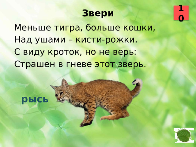 10 Звери   Меньше тигра, больше кошки, Над ушами – кисти-рожки. С виду кроток, но не верь: Страшен в гневе этот зверь.  рысь 10