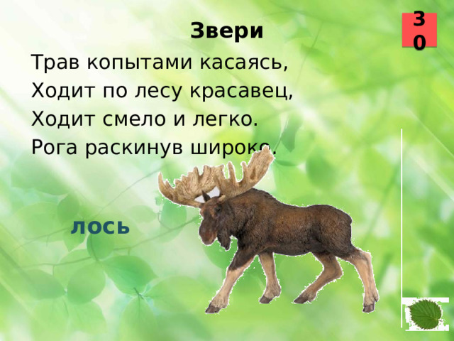 30 Звери   Трав копытами касаясь, Ходит по лесу красавец, Ходит смело и легко. Рога раскинув широко.  лось 12