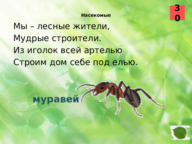30  Насекомые    Мы – лесные жители, Мудрые строители. Из иголок всей артелью Строим дом себе под елью.  муравей 19
