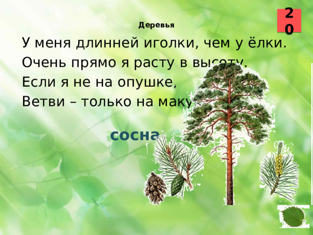20  Деревья    У меня длинней иголки, чем у ёлки. Очень прямо я расту в высоту. Если я не на опушке, Ветви – только на макушке.  сосна 25