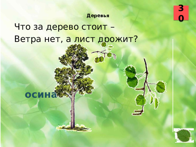 30  Деревья    Что за дерево стоит – Ветра нет, а лист дрожит?  осина 26