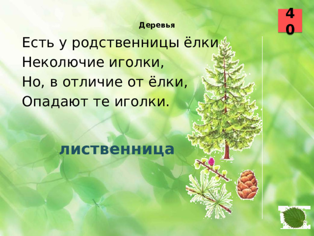 лиственница 40  Деревья    Есть у родственницы ёлки Неколючие иголки, Но, в отличие от ёлки, Опадают те иголки. 27