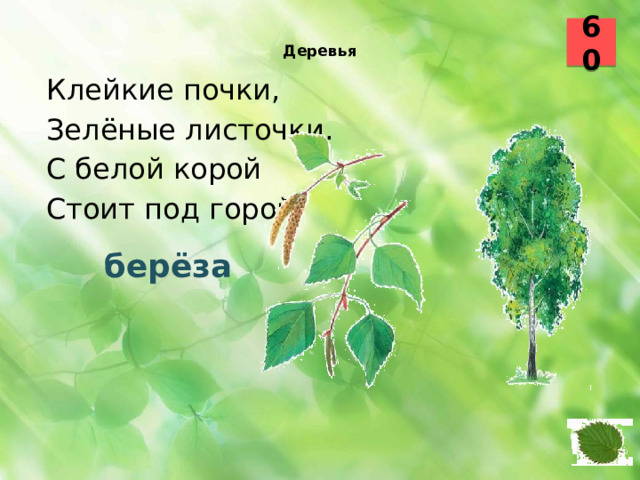 60  Деревья    Клейкие почки, Зелёные листочки. С белой корой Стоит под горой. берёза 29