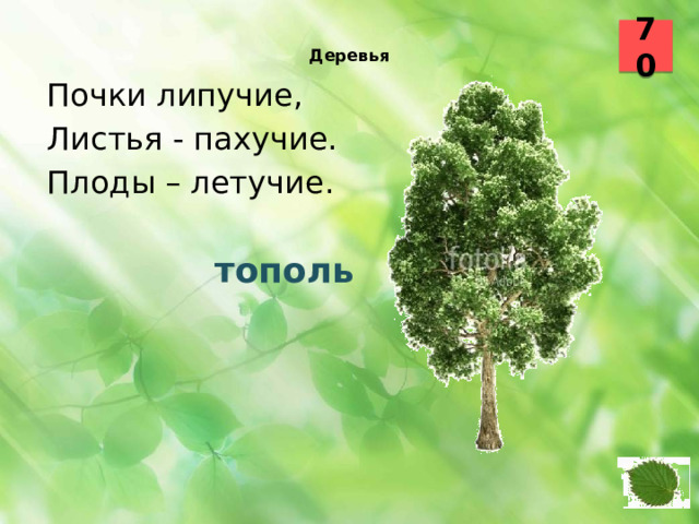 70  Деревья    Почки липучие, Листья - пахучие. Плоды – летучие.  тополь 30