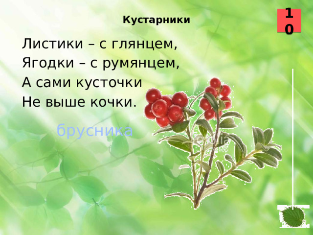 Кустарники   10 Листики – с глянцем, Ягодки – с румянцем, А сами кусточки Не выше кочки. брусника  31 32