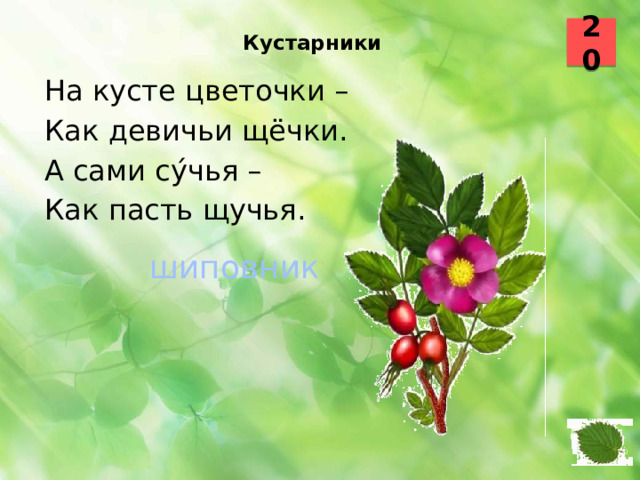 Кустарники   20 На кусте цветочки – Как девичьи щёчки. А сами су ́чья – Как пасть щучья.  шиповник  32 33