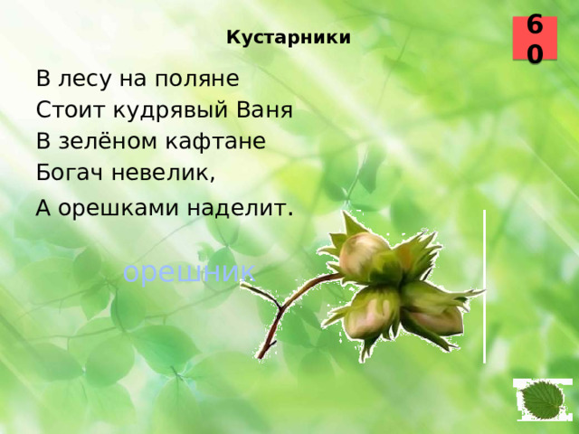 Кустарники   60 В лесу на поляне Стоит кудрявый Ваня В зелёном кафтане Богач невелик, А орешками наделит . орешник  36 37