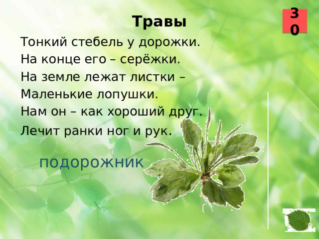 30 Травы   Тонкий стебель у дорожки. На конце его – серёжки. На земле лежат листки – Маленькие лопушки. Нам он – как хороший друг. Лечит ранки ног и рук .  подорожник 40 41