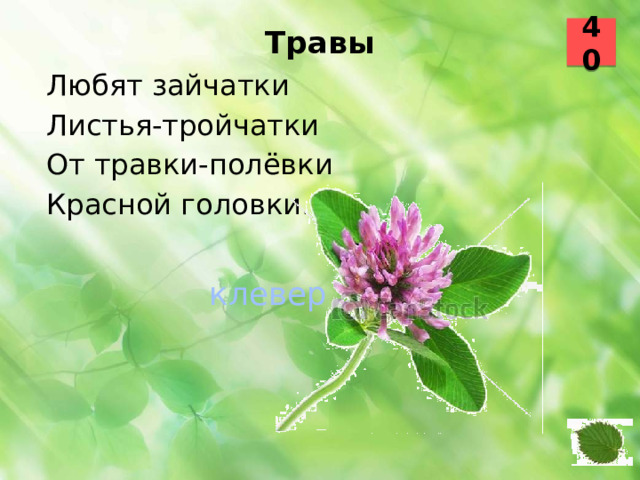 40 Травы   Любят зайчатки Листья-тройчатки От травки-полёвки Красной головки.  клевер 41 42