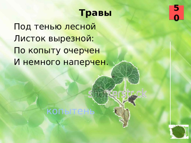 50 Травы   Под тенью лесной Листок вырезной: По копыту очерчен И немного наперчен.  копытень 42 43