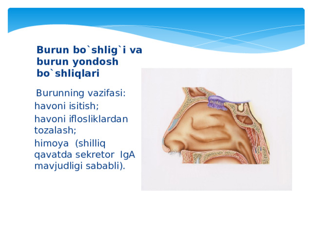 Burun bo`shlig`i va burun yondosh bo`shliqlari    Burunning vazifasi: havoni isitish; havoni iflosliklardan tozalash; himoya (shilliq qavatda sekretor IgA mavjudligi sababli).  