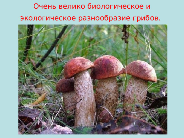 Очень велико биологическое и экологическое разнообразие грибов.