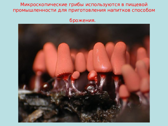 Микроскопические грибы используются в пищевой промышленности для приготовления напитков способом брожения.