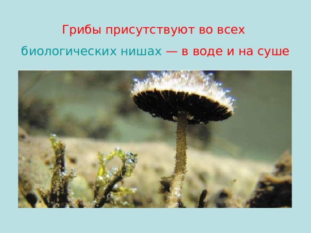 Грибы присутствуют во всех   биологических нишах   — в воде и на суше