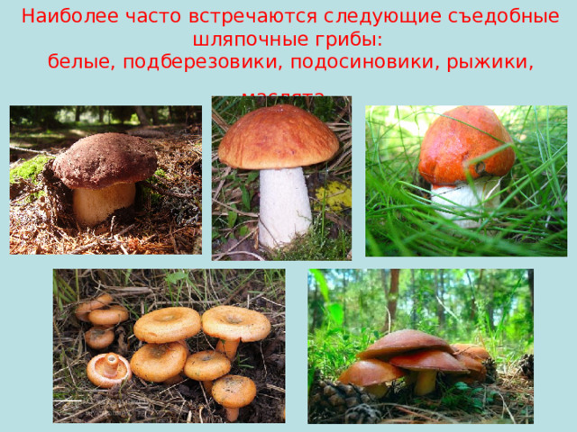 Наиболее часто встречаются следующие съедобные шляпочные грибы:  белые, подберезовики, подосиновики, рыжики, маслята.