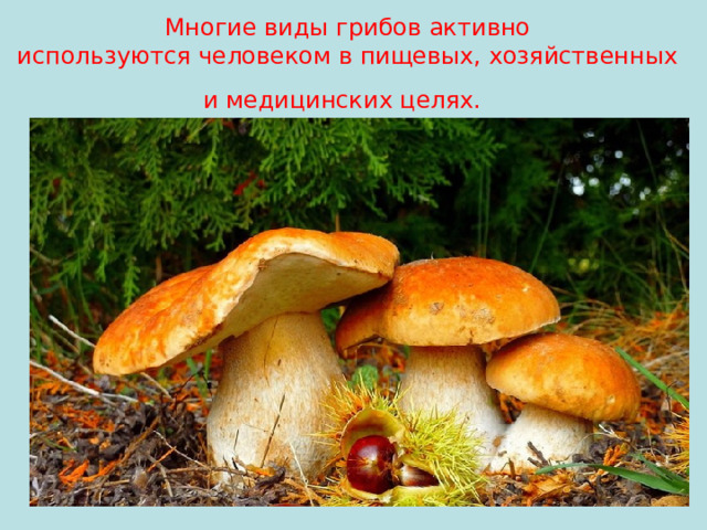 Многие виды грибов активно используются человеком в пищевых, хозяйственных и медицинских целях.