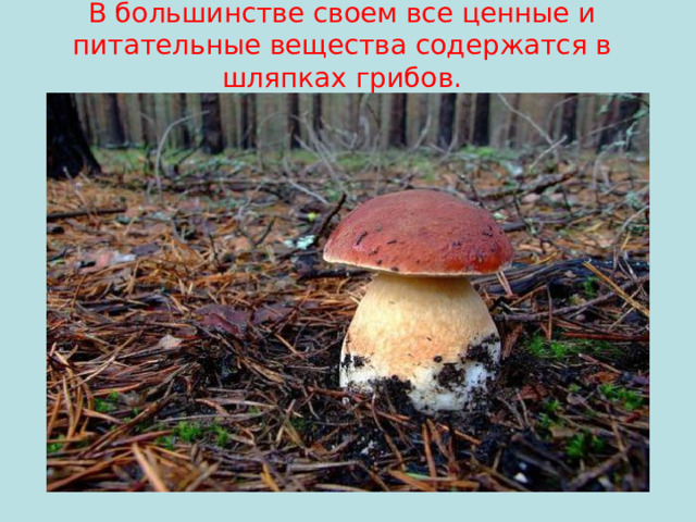 В большинстве своем все ценные и питательные вещества содержатся в шляпках грибов.