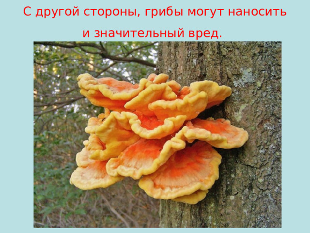 С другой стороны, грибы могут наносить и значительный вред.