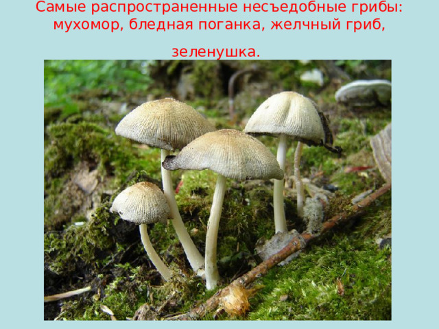 Самые распространенные несъедобные грибы: мухомор, бледная поганка, желчный гриб, зеленушка.