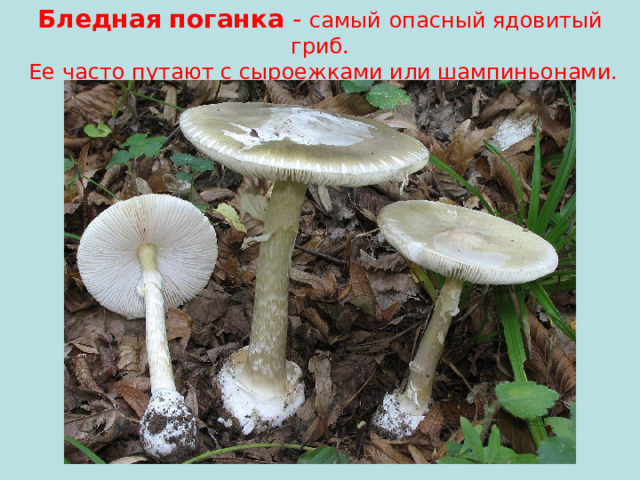 Бледная  поганка - самый  опасный ядовитый гриб.  Ее часто путают с сыроежками или шампиньонами.