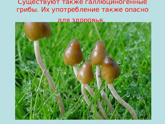 Существуют также галлюциногенные грибы. Их употребление также опасно для здоровья.