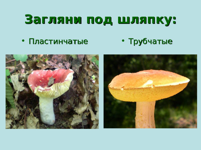 Загляни под шляпку: