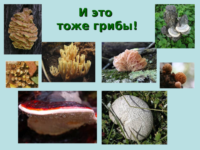 И это  тоже грибы!