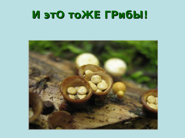 И этО тоЖЕ ГРибЫ!