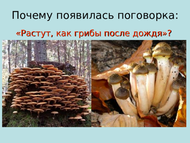 Почему появилась поговорка: «Растут, как грибы после дождя»?