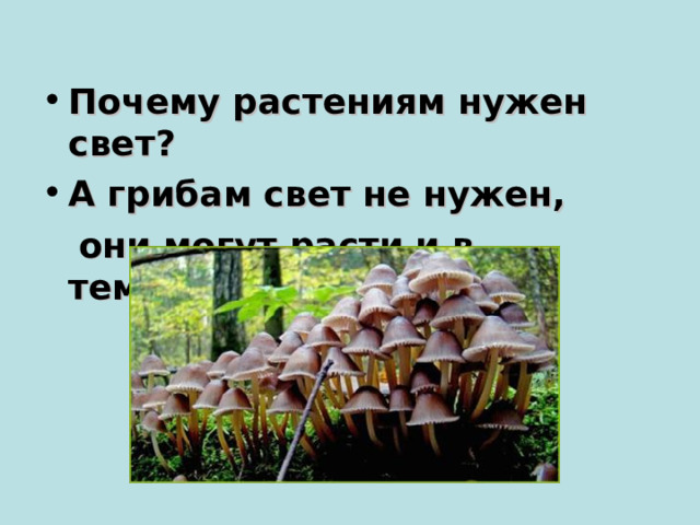 Почему растениям нужен свет? А грибам свет не нужен,