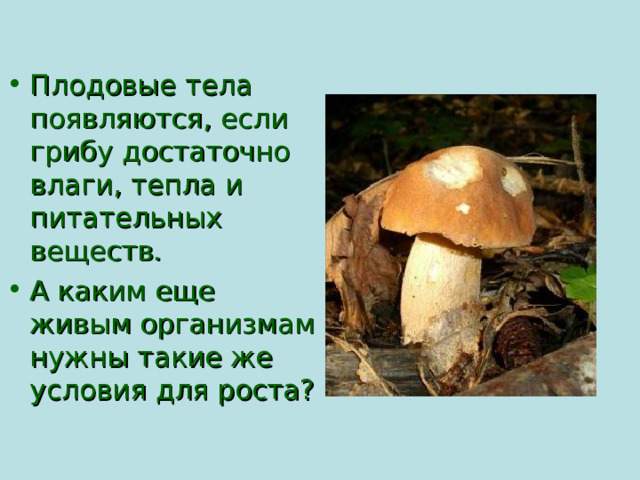 Плодовые тела появляются, если грибу достаточно влаги, тепла и питательных веществ. А каким еще живым организмам нужны такие же условия для роста?