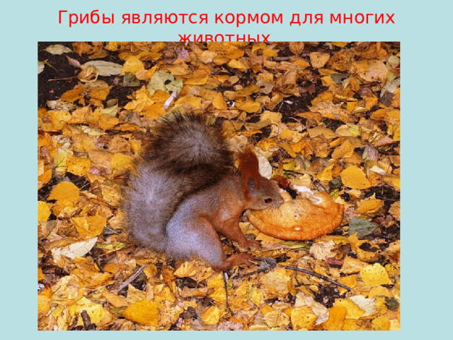 Грибы являются кормом для многих животных.