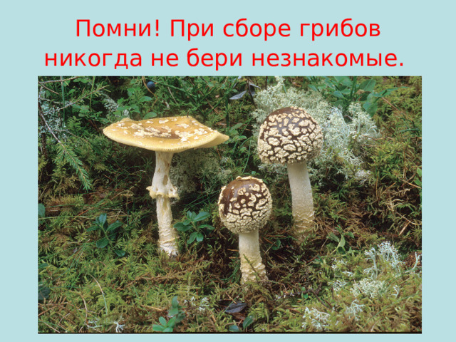 Помни! При сборе грибов никогда не бери незнакомые.