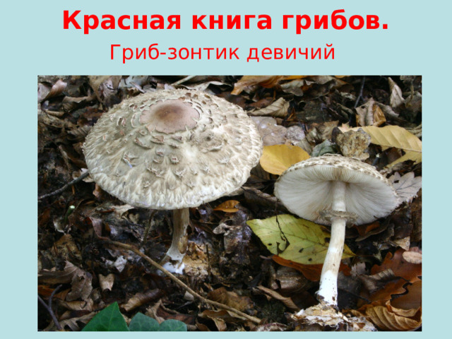 Красная книга грибов.  Гриб-зонтик девичий