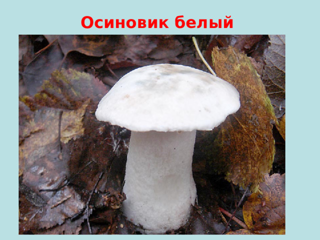 Осиновик белый