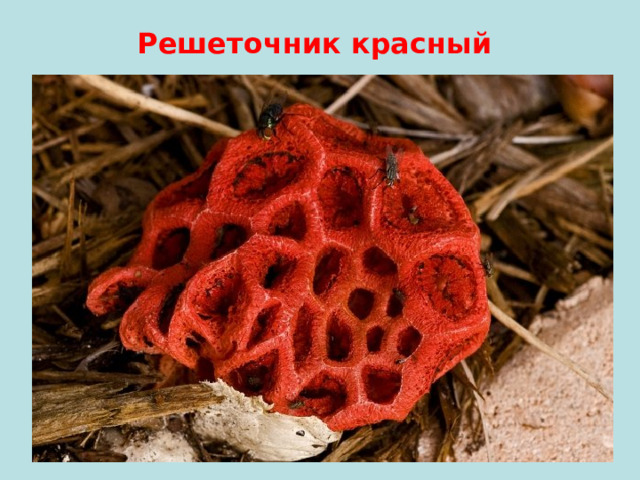 Решеточник красный