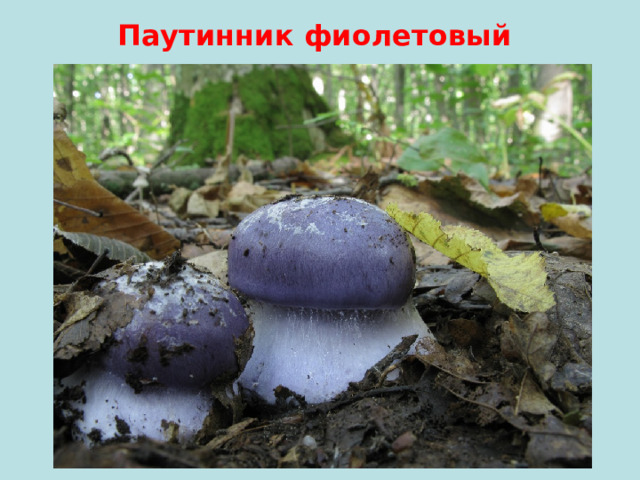 Паутинник фиолетовый