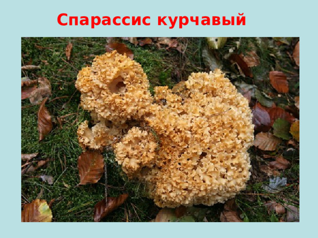 Cпарассис курчавый