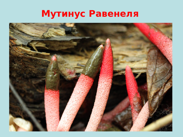 Мутинус Равенеля