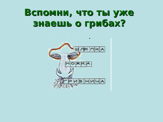 Вспомни, что ты уже знаешь о грибах?