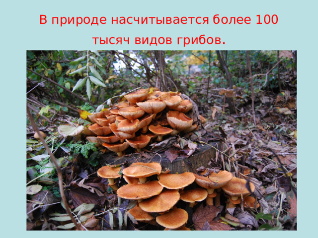 В природе насчитывается более 100 тысяч видов грибов .
