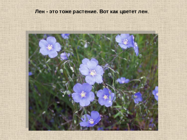 Лен - это тоже растение. Вот как цветет лен .