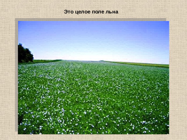 Это целое поле льна