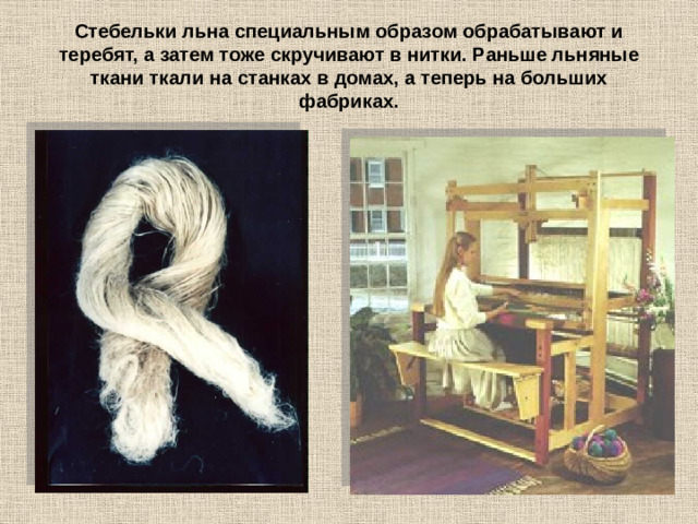 Стебельки льна специальным образом обрабатывают и теребят, а затем тоже скручивают в нитки. Раньше льняные ткани ткали на станках в домах, а теперь на больших фабриках.