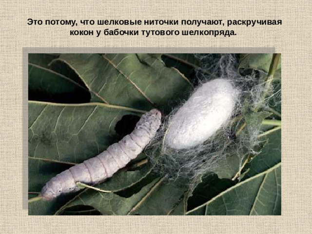 Это потому, что шелковые ниточки получают, раскручивая кокон у бабочки тутового шелкопряда.