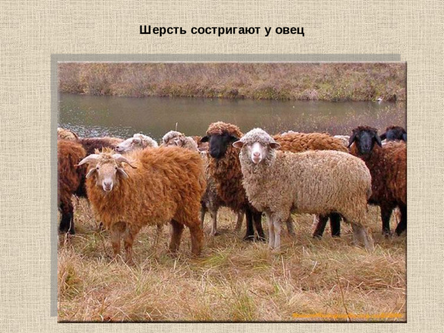 Шерсть состригают у овец