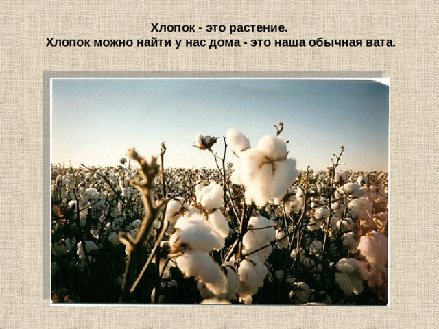 Хлопок - это растение.  Хлопок можно найти у нас дома - это наша обычная вата.