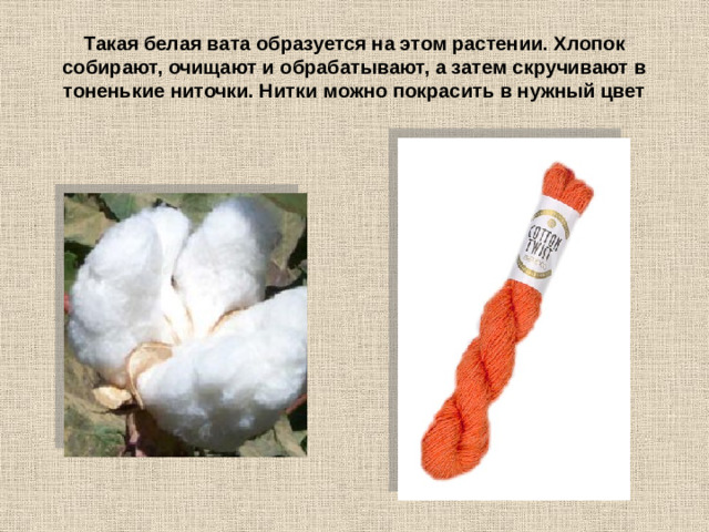 Такая белая вата образуется на этом растении. Хлопок собирают, очищают и обрабатывают, а затем скручивают в тоненькие ниточки. Нитки можно покрасить в нужный цвет
